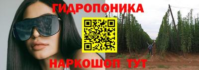 шишки Кингисепп